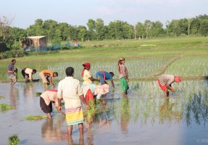मधेस प्रदेशमा रोपाइँको चटारो, पर्याप्त वर्षापछि किसान उत्साहित    