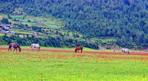 वनफूलले सिँगारिएको ढोरपाटन   