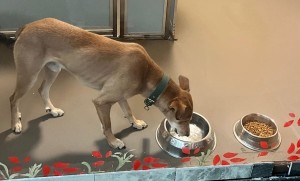 ‘सडकमा छाडिएको कुकुर अमेरिका पुग्यो’   