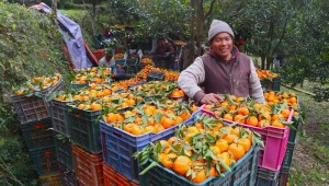 म्याग्दीको दोसल्लेबाट यसवर्ष दुई करोड मूल्य बराबरको सुन्तला बिक्री