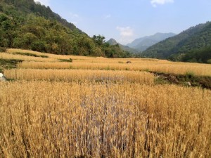 मौसमको अवस्था प्रतिकूल रहेकाले गहुँ भण्डारण गर्न किसानलाई आग्रह    