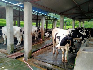 गाईपालनबाट मनग्य आम्दानी   