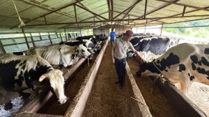 गाईपालनबाट मासिक तीन लाख ५० हजार आम्दानी    