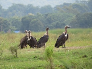 गिद्धको सङ्ख्या बढ्दै, संरक्षणकर्मी उत्साहित   