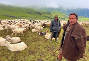 भेडी गोठाला भन्छन्-सरकारले एउटा न्यानो ज्याकेट दिए पनि लाउने थियौँ   