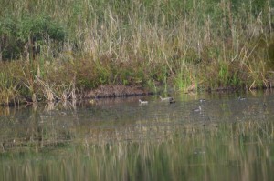 घोडाघोडीमा हरिहाँसको संख्या वृद्धि