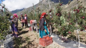 मुस्ताङमा ‘हाइब्रिड’ स्याउ उत्पादनमा वृद्धि