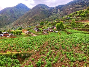 बागलुङमा खायन आलुखेतीको क्षेत्र विस्तार   
