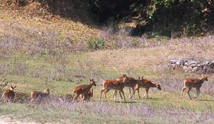नागेश्वर सामुदायिक वन, योजना अभावमा ओझेलमा