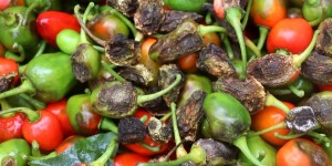 अकबरे खुर्सानीमा रोगको उच्च जोखिम : किसान समस्यामा   