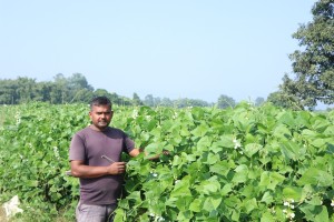 व्यावसायिक तरकारीखेतीबाट वार्षिक १० लाख बचत गर्छन् महतो   