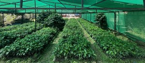 गुल्मीमा कफीको बिरुवाको माग बढ्दो   