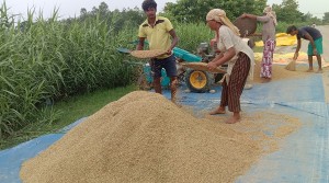 चैते धानको समर्थन मूल्य निर्धारण गर्न किसानको आग्रह   