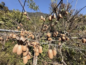 भार्सेका कृषक व्यावसायिक किबीखेतीतर्फ आकर्षित   