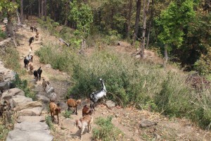 बाख्रापालनमा निर्भर धारापानीका बासिन्दा   