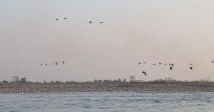 नारायणी नदी आसपासका क्षेत्रमा ४२ प्रजातिका चरा भेटिए 