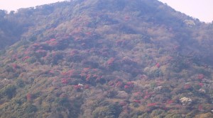 ‘मुन्दुम पदमार्ग’ क्षेत्रमा गुराँस ढकमक्क