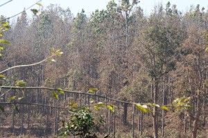 सालको रूखमा महामारी, ‘मथ’पुतलीले पात सखाप   