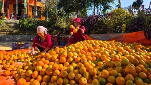 बन्दीपुरका किसान सुन्तलाखेतीप्रति आकर्षित, १० लाख कमाउन बाहिर जान नपर्ने   