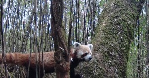 धवलागिरिका जलजला, मुना र मरेनी क्षेत्रमा थप ‘रेडपाण्डा’ भेटियो   