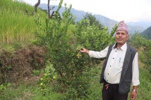 धानखेतमा कागतीखेती, नमुना किसान बने कृष्णलाल   