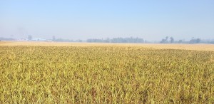 कालानमक धानको जात लोप हुँदै   