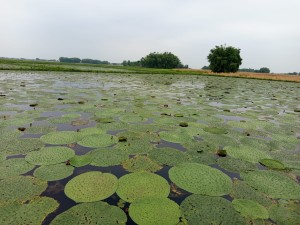 धान खेतमा पहिलो पटक मखना खेती   