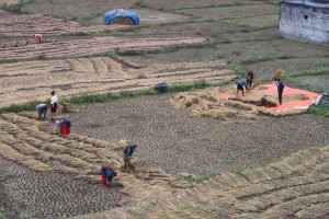 नुवाकोटका किसान बर्सातकै बीचमा धान भित्र्याउन व्यस्त