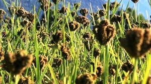 कोदोको उत्पादन वृद्धि गरी परिकार उपभोग गर्न प्रधानमन्त्रीको आग्रह    