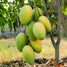 यस वर्ष सिरहामा आँप उत्पादनमा कमी   