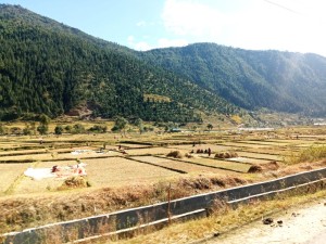 जुम्ली किसानलाई मार्सीधान काट्न चटारो        
