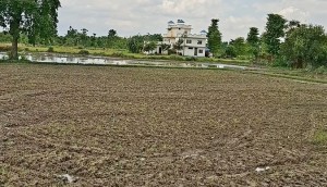 झापामा पर्याप्त वर्षा नहुँदा रोपाइँ प्रभावित   