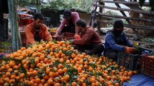 किसानले माघ लागेपछि बल्ल सुन्तला टिप्न थाले        