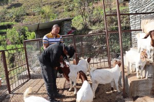 पशुलाई रोगबाट जोगाउन पूर्णखोप अभियान सञ्चालन   