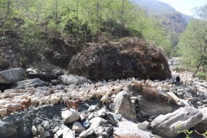 म्याग्दीका पशुगोठ गर्मी छल्न लेक उक्लन थाले    