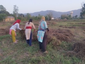 बर्सिम घाँसको बीउबाट दुई लाख आम्दानी