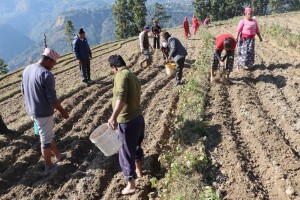 आलुको बीउमा जलजला आत्मनिर्भर    