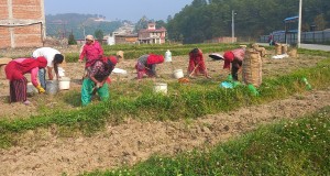 आलु उत्पादक किसान भन्छन्, ‘खनौँ भाउ छैन, नखनौँ कुहिने डर छ’   