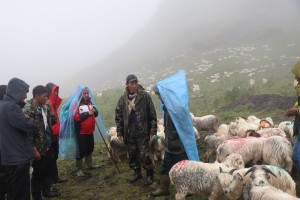 विदेशबाट फर्किएका युवा भेडापालनमा   