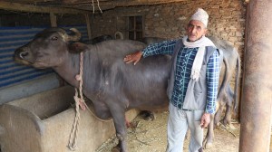 दूध र मह बिक्रीबाट मनग्य आम्दानी   