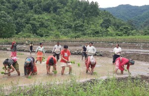 नेता कृषिकर्ममा लागेपछि बाँझो जमिन हराभरा    