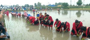देशभर ५० प्रतिशत धान रोपाइँ सम्पन्न