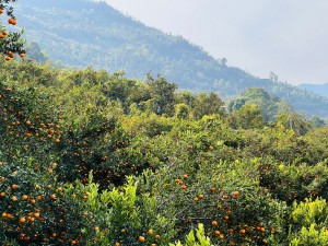 कोदो, मकै फल्ने बारीभरी लटरम्म सुन्तला : यस वर्ष रु १५ लाखको बिक्री   