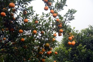 तनहुँमा सुन्तला उत्पादन तथा बिक्रीको विवरण सङ्कलन गरिँदै   