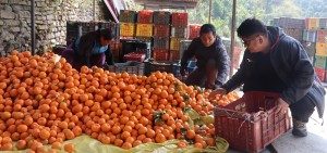 सुन्तला बेचेर रु २० लाख आम्दानी     