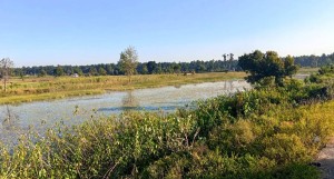 बाइस बिघाको गडबिजुला ताल पाँच बिघामा खुम्चियो   