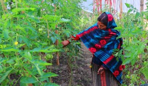 तरकारीखेतीले फेरिँदै जीवनशैली   