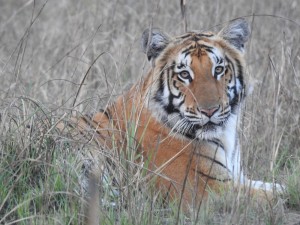 शुक्लाफाँटा निकुञ्ज पाटेबाघका लागि प्रख्यात   
