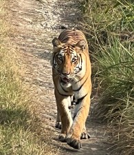 बाक्लो संख्यामा देखिन थाले निकुञ्जमा बाघ        