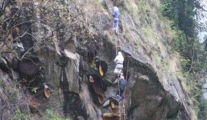 मह काढ्ने परम्परालाई जीवन्त राख्न पुस्ता हस्तान्तरण